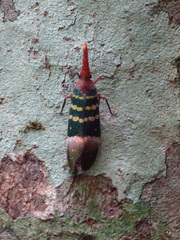 Pyrops karenius