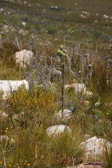 Thesium euphorbioides