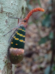 Pyrops karenius
