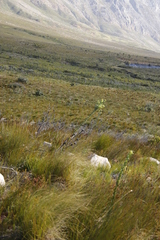 Thesium euphorbioides