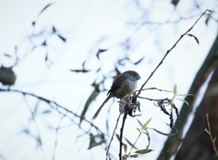 Sinosuthora alphonsiana