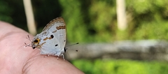 Hypolycaena othona