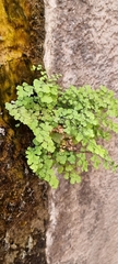 Adiantum capillus-veneris