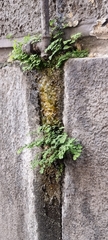Adiantum capillus-veneris