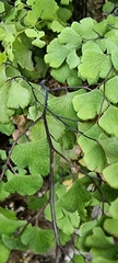 Adiantum capillus-veneris