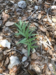 Asclepias asperula