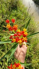 Asclepias curassavica image