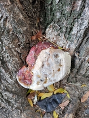 Ganoderma sessile