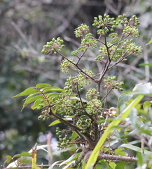 Aralia spinifolia