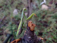 Mantis religiosa religiosa