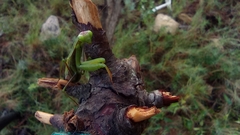 Mantis religiosa religiosa