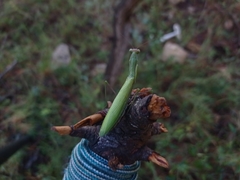 Mantis religiosa religiosa