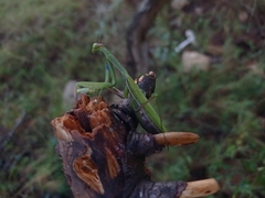 Mantis religiosa religiosa