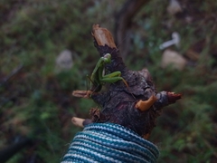 Mantis religiosa religiosa