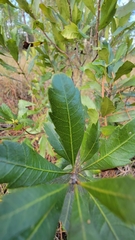Morella cerifera image
