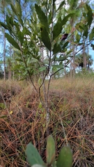 Morella cerifera image