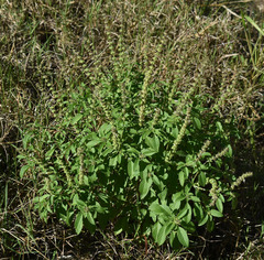 Ocimum × africanum