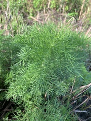 Eupatorium capillifolium image