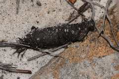 Papio ursinus ursinus