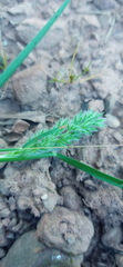 Tribolium hispidum