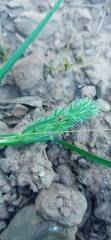 Tribolium hispidum