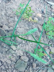 Tribolium hispidum