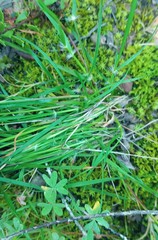 Tribolium hispidum