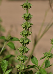 Ocimum × africanum