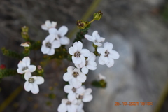 Adenandra brachyphylla