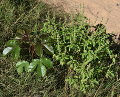 Ocimum × africanum