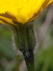 Leontodon hirtus