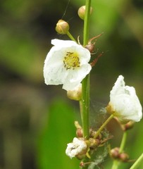 Echinodorus grandiflorus