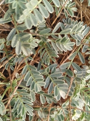 Astragalus tragacantha