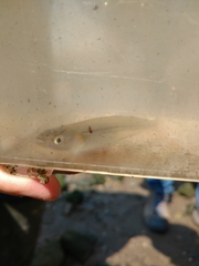 Atheriniformes