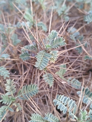 Astragalus tragacantha