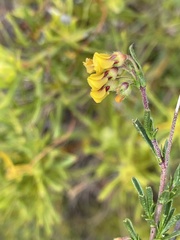 Hermannia joubertiana