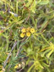 Hermannia joubertiana