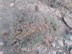 Astragalus tragacantha