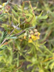 Hermannia joubertiana