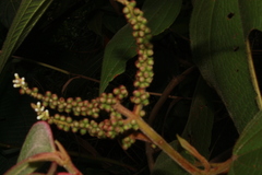 Boehmeria densiflora