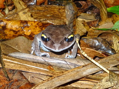 Leptobrachium smithi