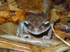 Leptobrachium smithi