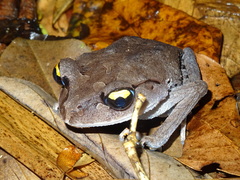 Leptobrachium smithi