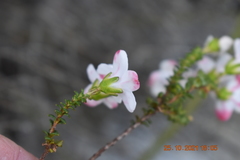 Adenandra brachyphylla
