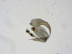 Brotherella recurvans