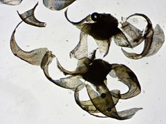 Brotherella recurvans