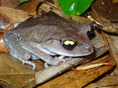 Leptobrachium smithi