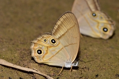Lethe syrcis