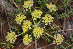Lomatium dasycarpum dasycarpum