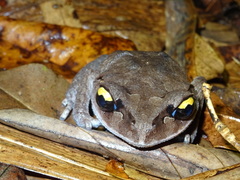 Leptobrachium smithi